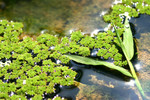 plant013