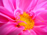 plant014
