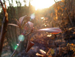 plant016
