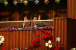 Baptism_014