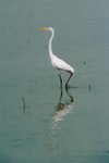 brid-02
