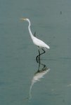 brid-06