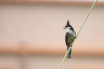 IMG_9637_1