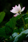 IMG_0375