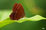 Abisara echerius - �D�ؽŸý�