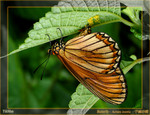 Acraea issoria  - �R�¬ý�