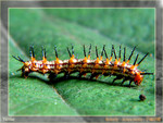 Acraea issoria  - �R�¬ý�