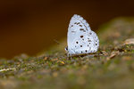 Acytolepis puspa - �s�ǽ�