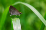 Aeromachus pygmaeus - �ܾ���˽�