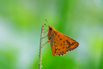 Ampittia dioscorides - �����˽�