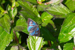 Ancema ctesia - �w�ǽ�