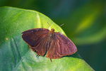 Arhopala bazalus - �ʼc�ǽ�