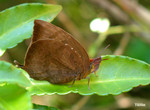 Arhopala pseudocentaurus - ����c�ǽ�