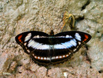 Athyma nefte - �۫�a�潺