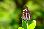 Athyma perius - �ȯ]�a�潺
