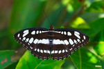 Athyma perius - �ȯ]�a�潺