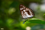 Athyma ranga - �����a�潺 - ����