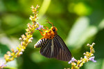 Bibasis gomata - �ճʧ˽�