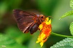 
Bibasis oedipodea - �´��ʧ˽�
