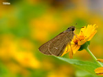 Borbo cinnara - �ħ˽�