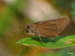 Caltoris bromus - �L���ȧ˽�