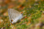 Catochrysops panormus - �ũ@�ǽ�