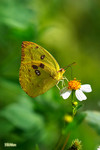 Catopsilia pomona - �E���� - �崳��