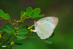 Catopsilia pyranthe - ����E����