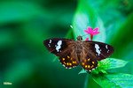 Celaenorrhinus leucocera - ��Ĳ�P�˽� - �۩�