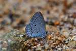 Celatrina lavendularis - �Ȧ�[���ǽ�