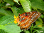 
Cethosia biblis - �����潺- ����
