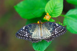 Cethosia biblis - �����潺 - �۩� - �Ǧ⫬