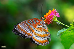 Cethosia biblis - �����潺 - �۩�