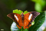 Charaxes bernardus - �ձa�g�潺