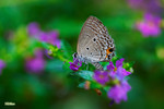 Chilades pandava - �������ǽ�