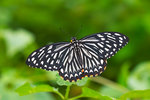 Chilasa clytia - ����