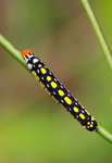 Choaspes hemixanthus - �b����˽� - ����