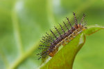 Cupha erymanthis - �����潺 - ����