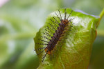 Cupha erymanthis - �����潺 - ����