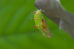 Cupha erymanthis - �����潺 - ��