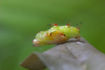 Cupha erymanthis - �����潺 - ��
