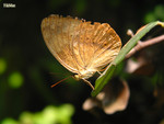 Cupha erymanthis - �����潺