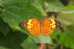 Cupha erymanthis - �����潺