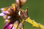 Curetis acuta - �y�ͻȦǽ� - ����