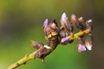 Curetis acuta - �y�ͻȦǽ� - ����