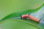 Cyrestis thyodamas - �����潺 - �T��