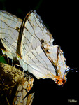 Cyrestis thyodamas - �����潺