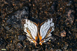 Cyrestis thyodamas - �����潺