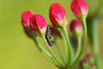 Danaus chrysippus - ������ - ����