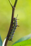Danaus chrysippus - ������ - ����